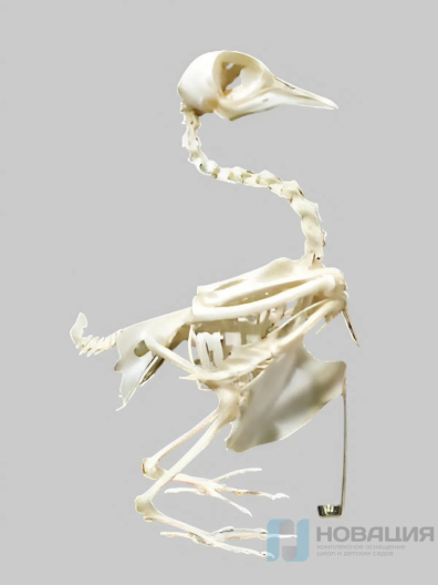 Скелет голубя