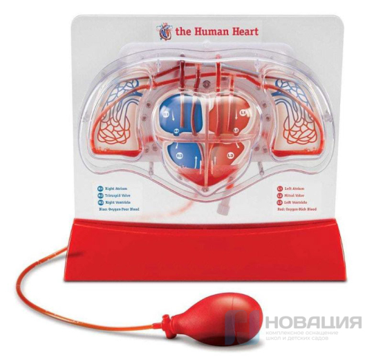 Демонстрационный материал с ручным насосом Кровеносная система человека